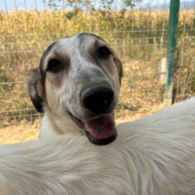 CAPUCCINO - Chien à adopter