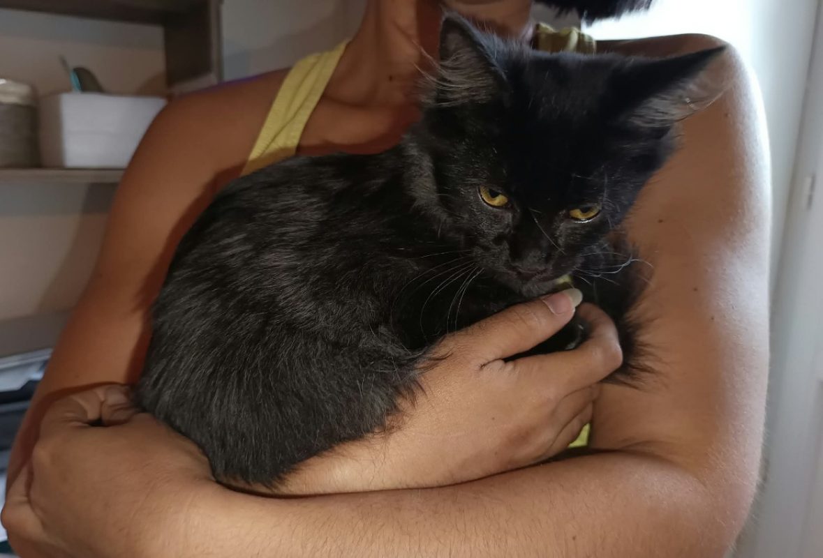 Cya - Chat Européen à adopter