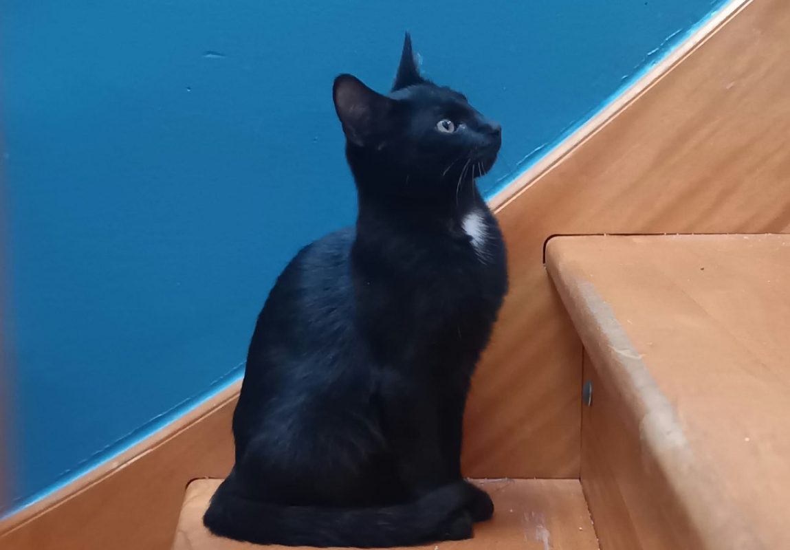 Link - Chat Européen à adopter