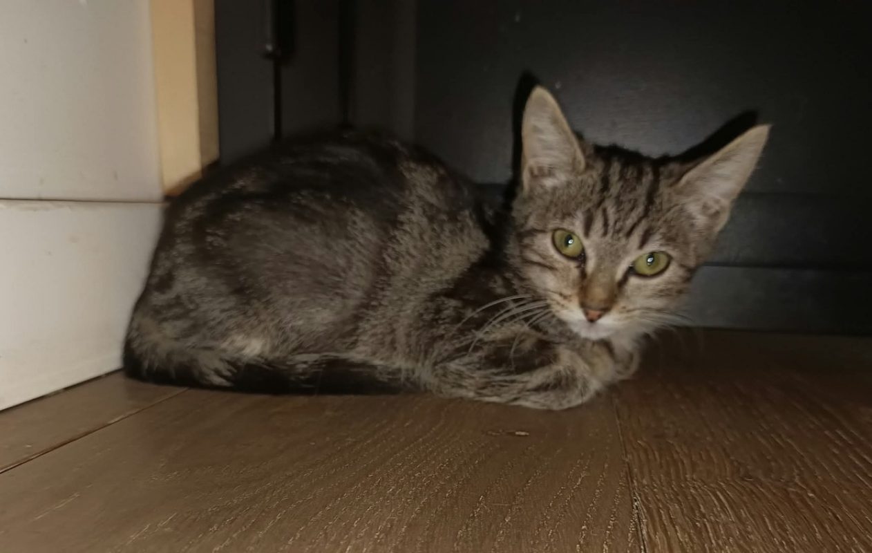 Zelda - Chat Européen à adopter