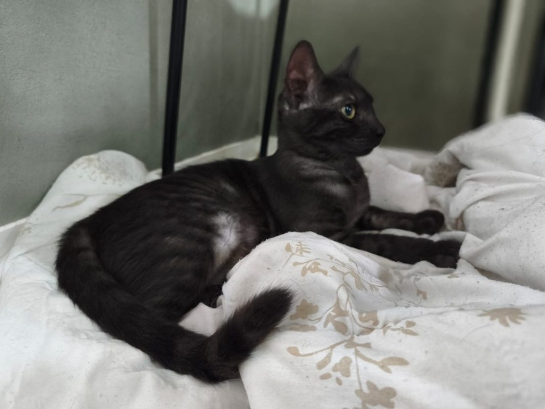 Pippa - Chat Européen à adopter