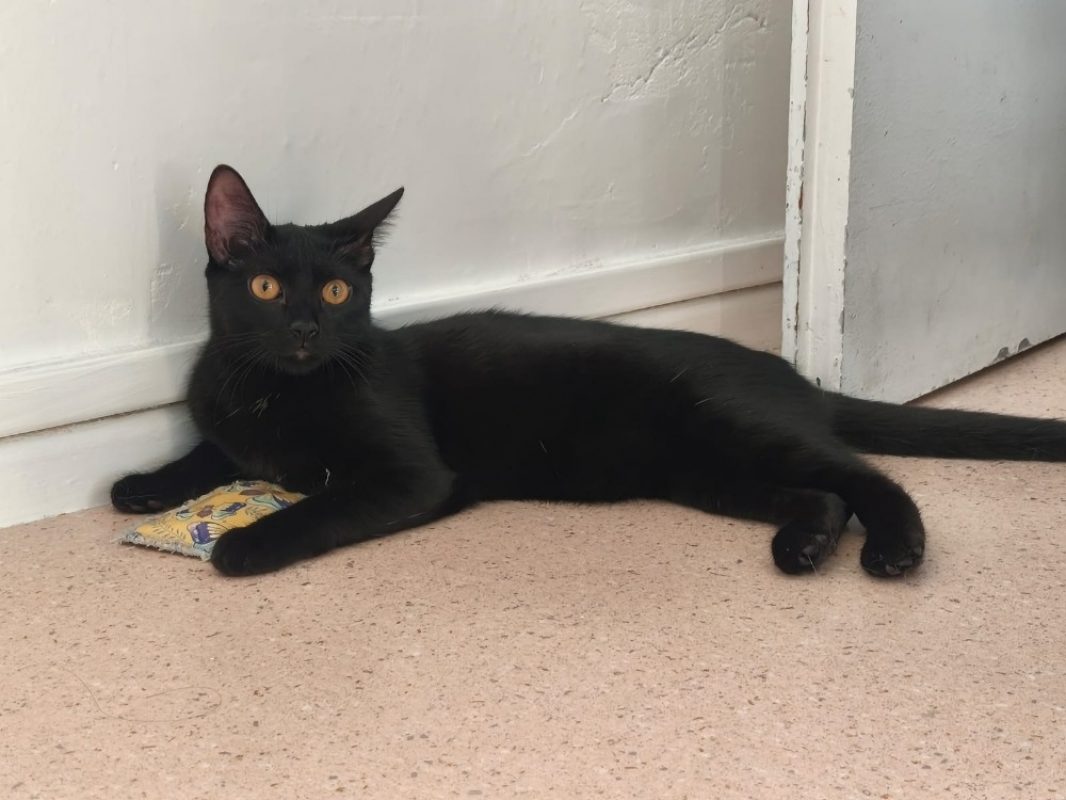 Kate - Chat Européen à adopter