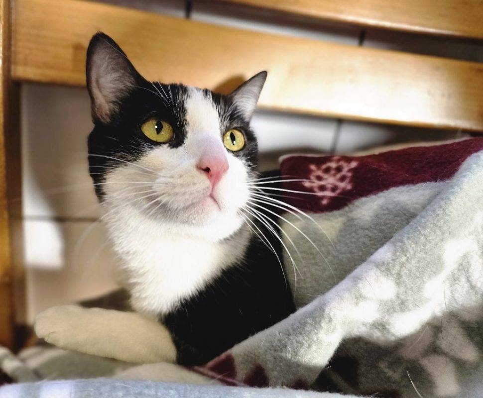 Alonzo - Chat Européen à adopter