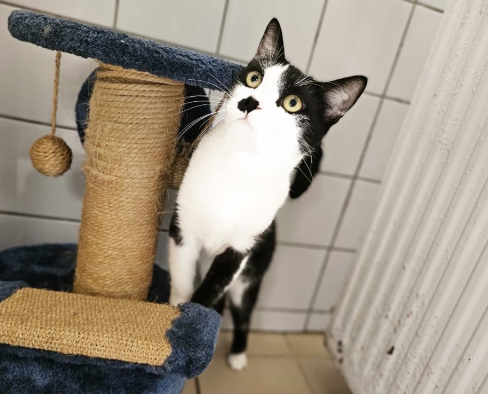 Diam's - Chat Européen à adopter