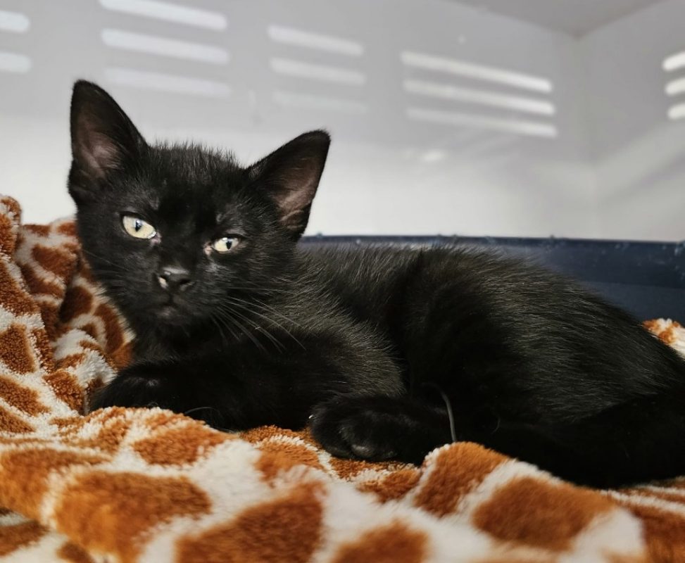 Bacon - Chat Européen à adopter