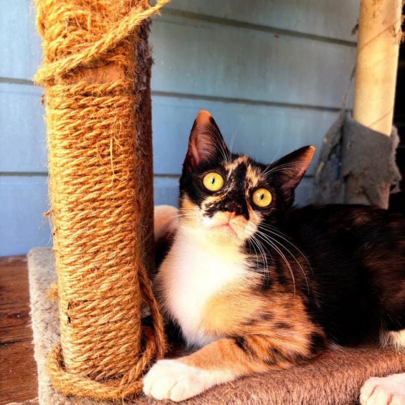 PRALINE - Chat à adopter - photo 3