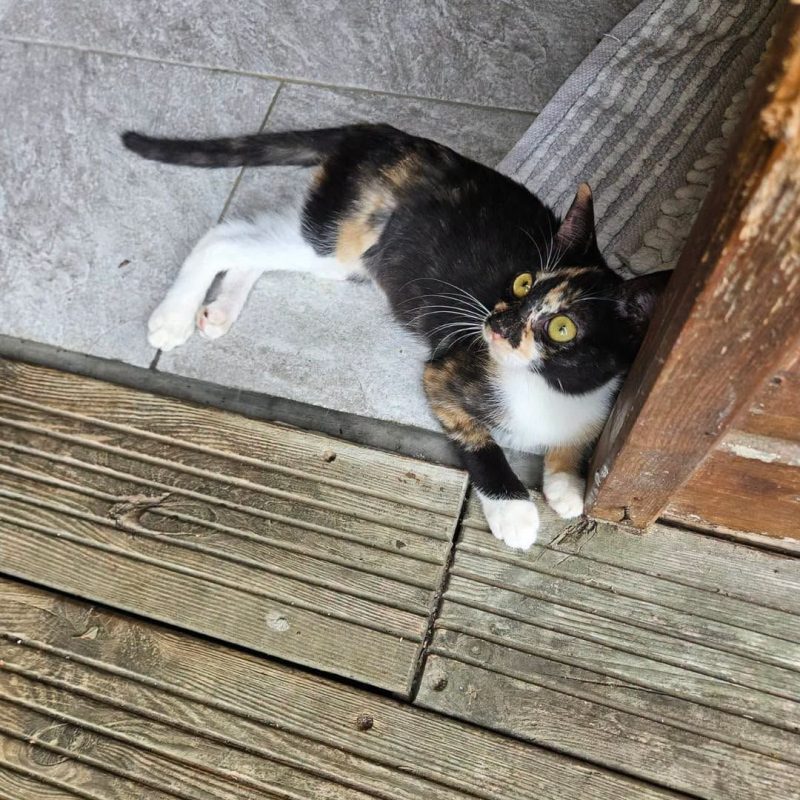 PRALINE - Chat à adopter - photo 6