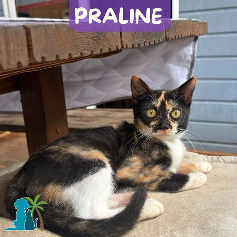 PRALINE - Chat à adopter