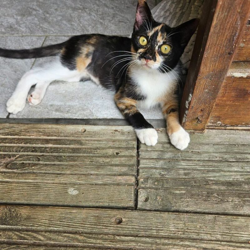 PRALINE - Chat à adopter - photo 7