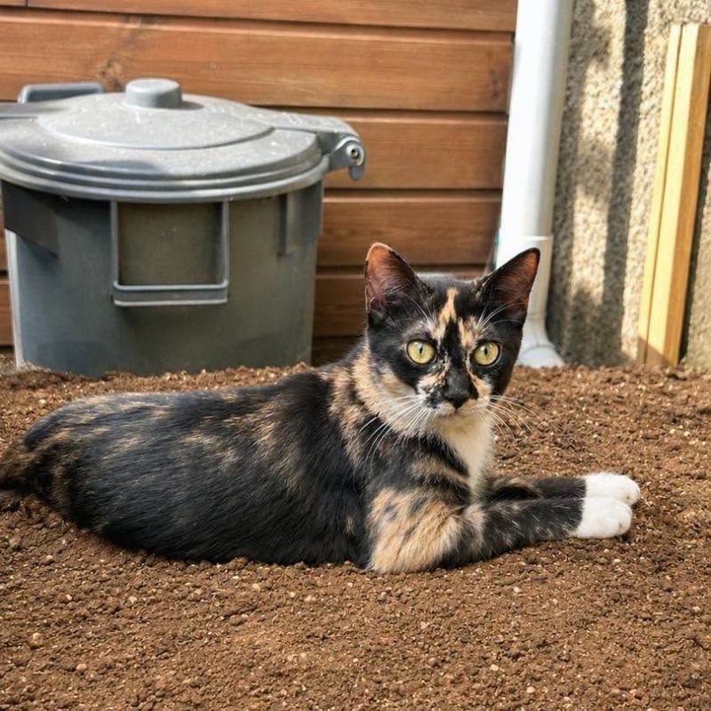 PRALINE - Chat à adopter - photo 2