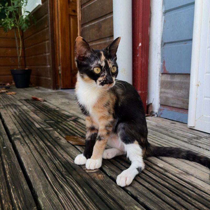 PRALINE - Chat à adopter - photo 5
