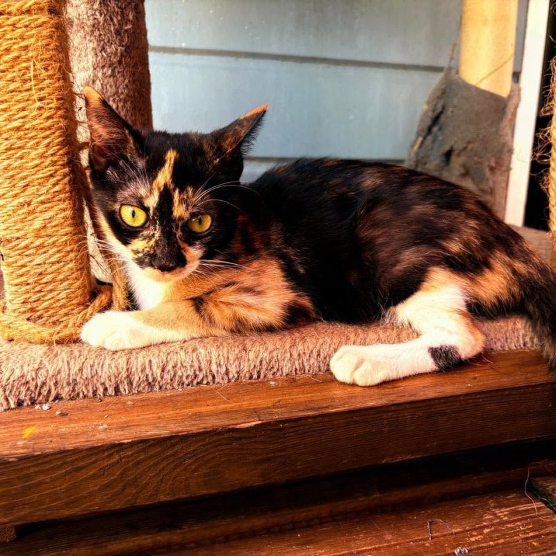PRALINE - Chat à adopter - photo 4
