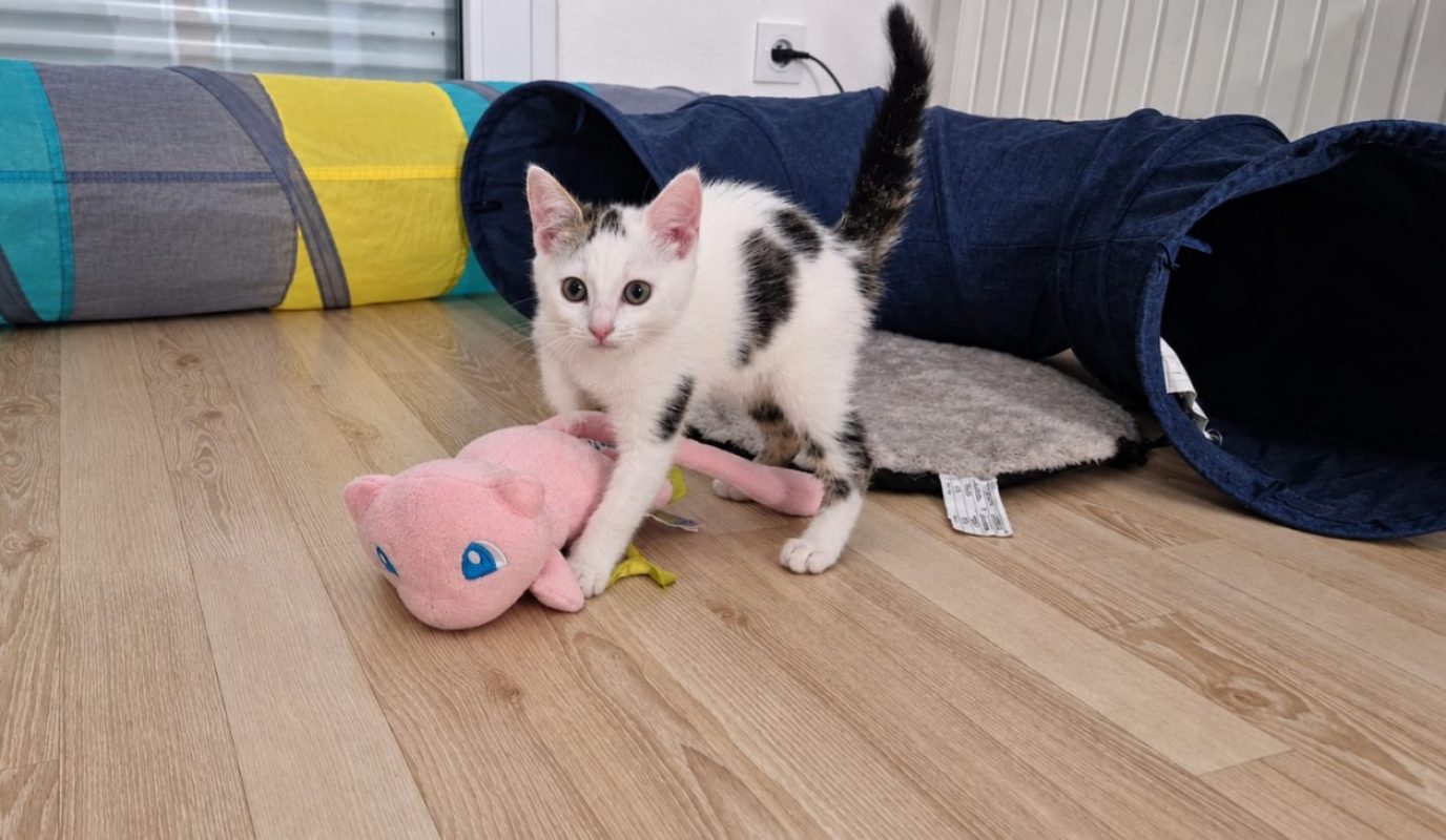 Esperance - Chat Européen à adopter
