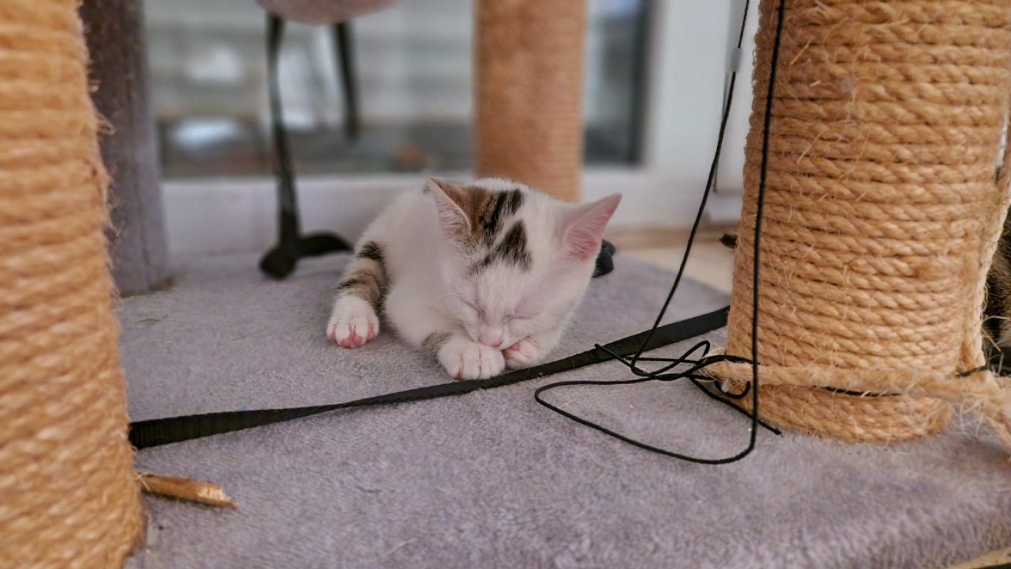 Esperance - Chat Européen à adopter - photo 2