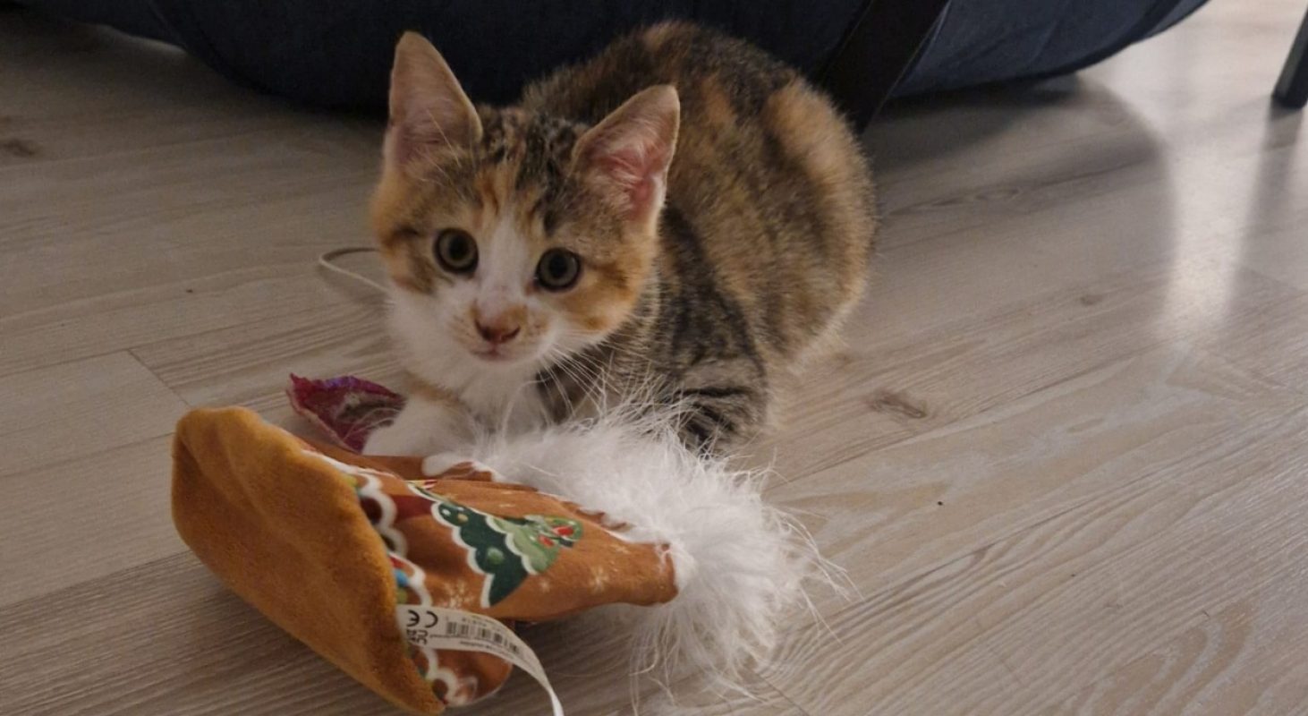 Charite - Chat Européen à adopter