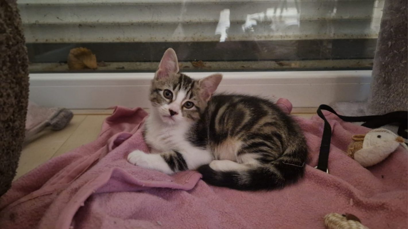 Prudence - Chat Européen à adopter