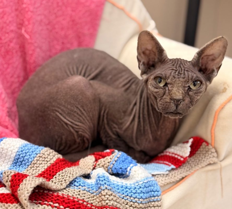Ubis - Chat Sphynx à adopter
