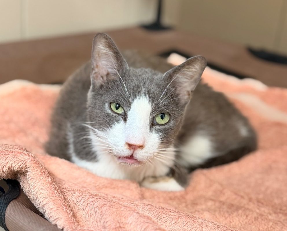 Atchoum - Chat Européen à adopter