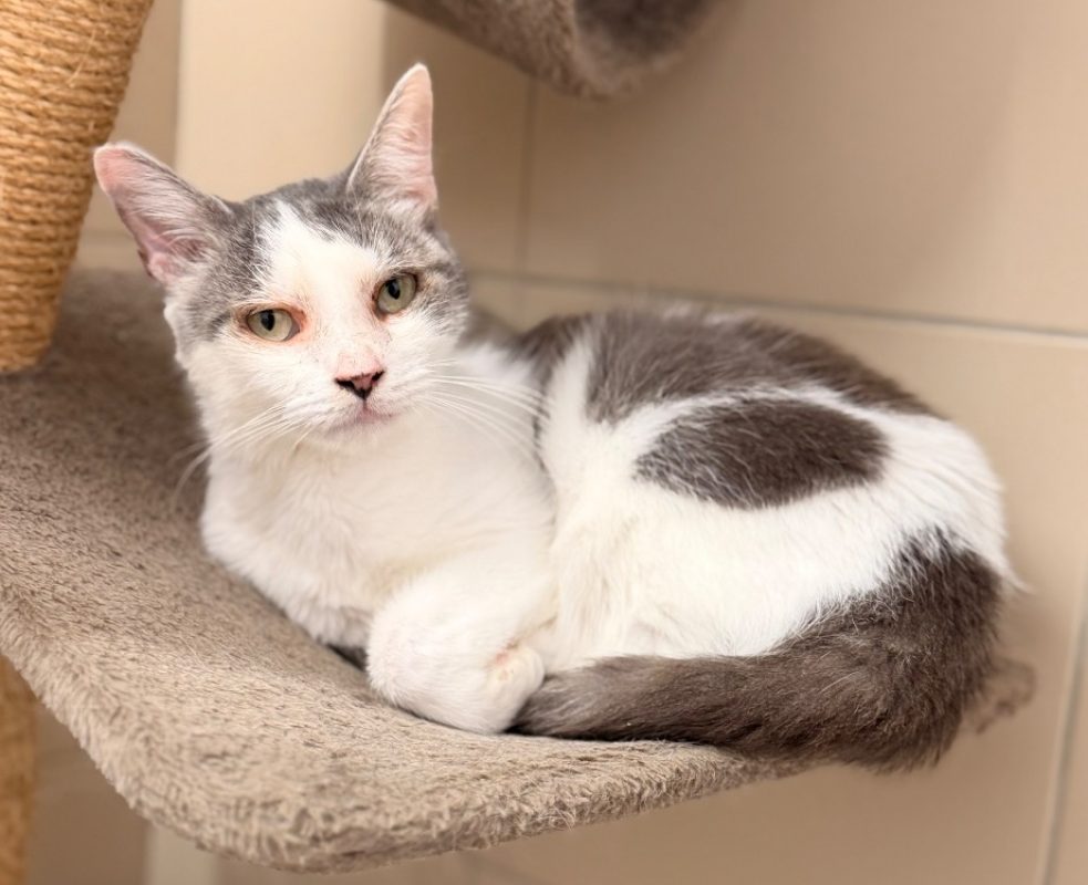 Lana - Chat Européen à adopter