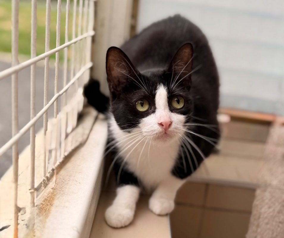 Hélène - Chat Européen à adopter