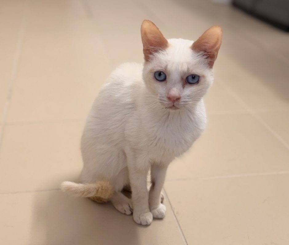 Cameron - Chat Européen à adopter