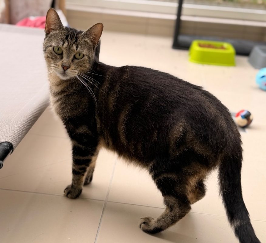 Choupinet - Chat Européen à adopter