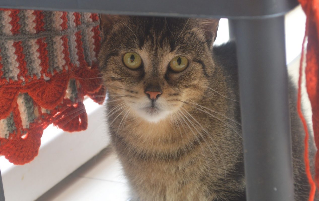 Choupinet - Chat Européen à adopter