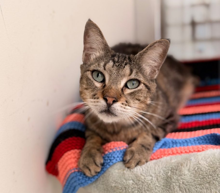 Glouglou - Chat Européen à adopter