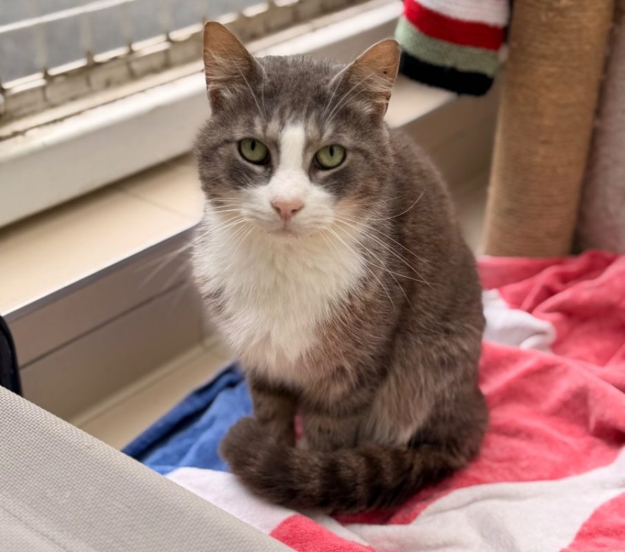 Noisette - Chat Européen à adopter