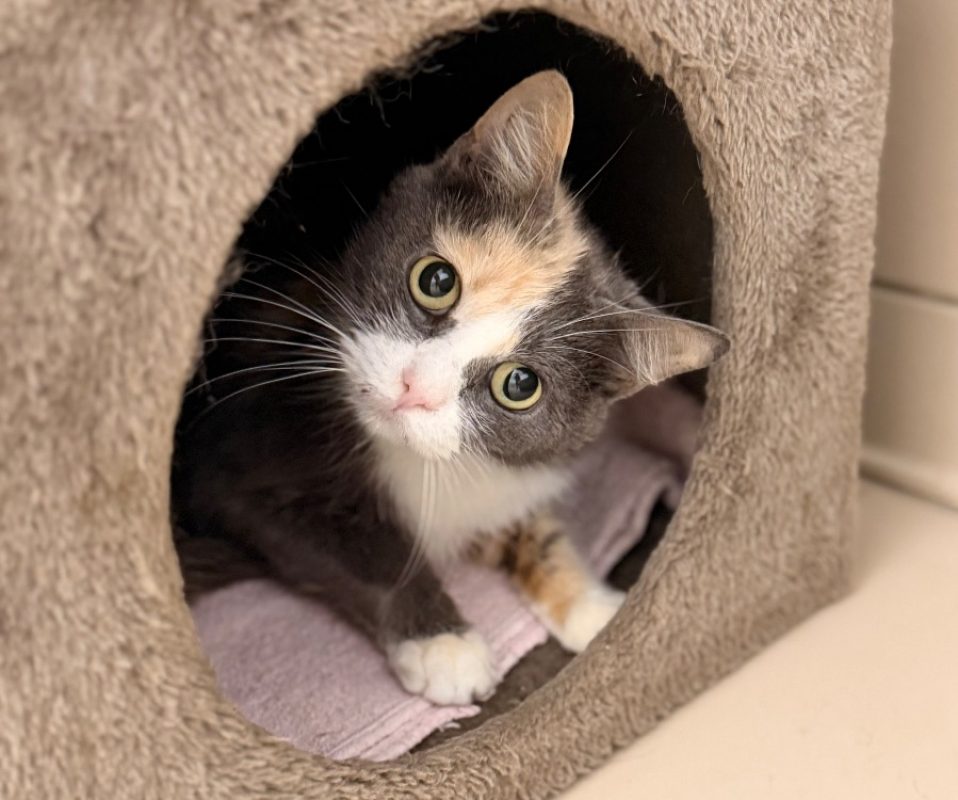 Alta - Chat Européen à adopter