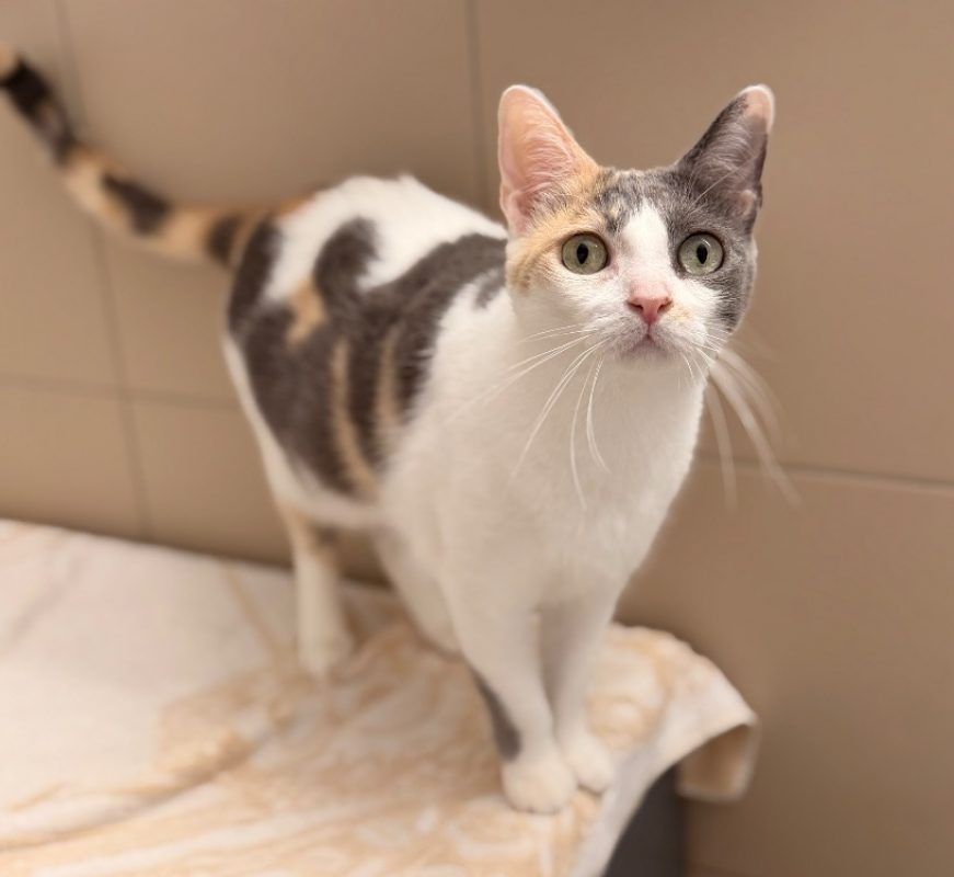 Varleta - Chat Européen à adopter