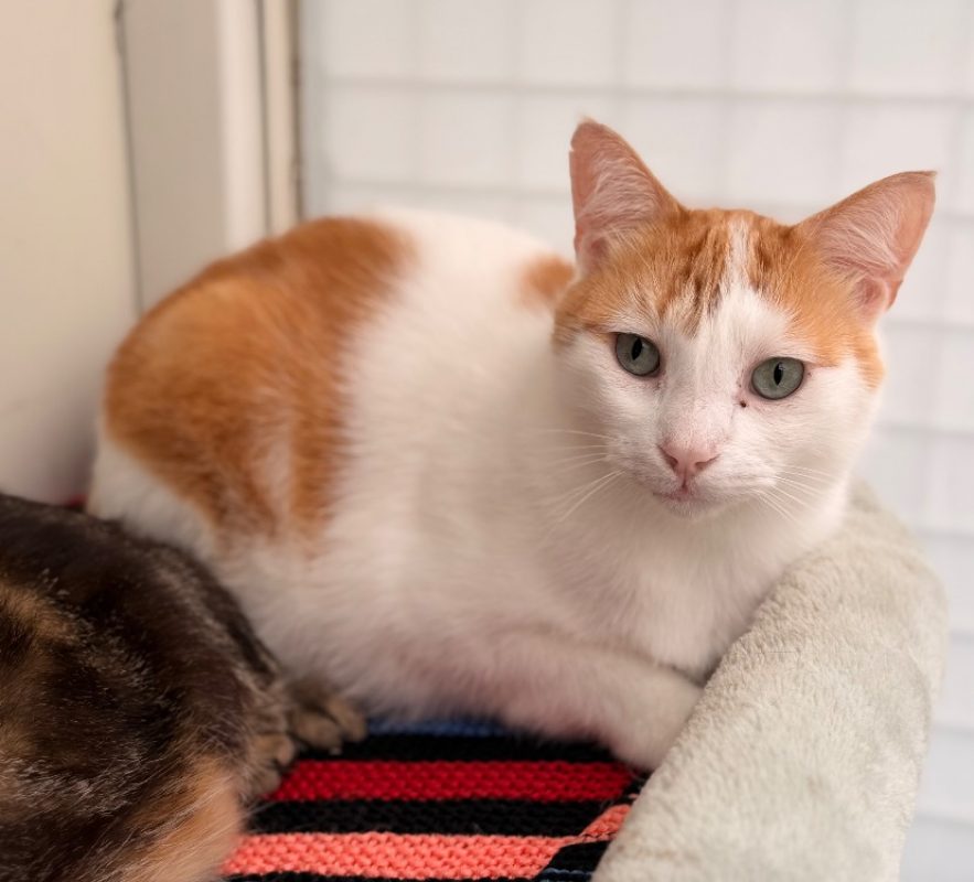 Crunch - Chat Européen à adopter