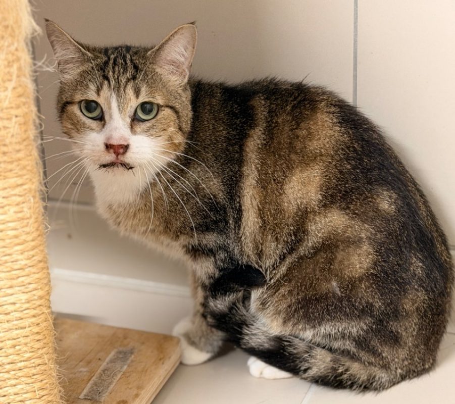 Schreck - Chat Européen à adopter