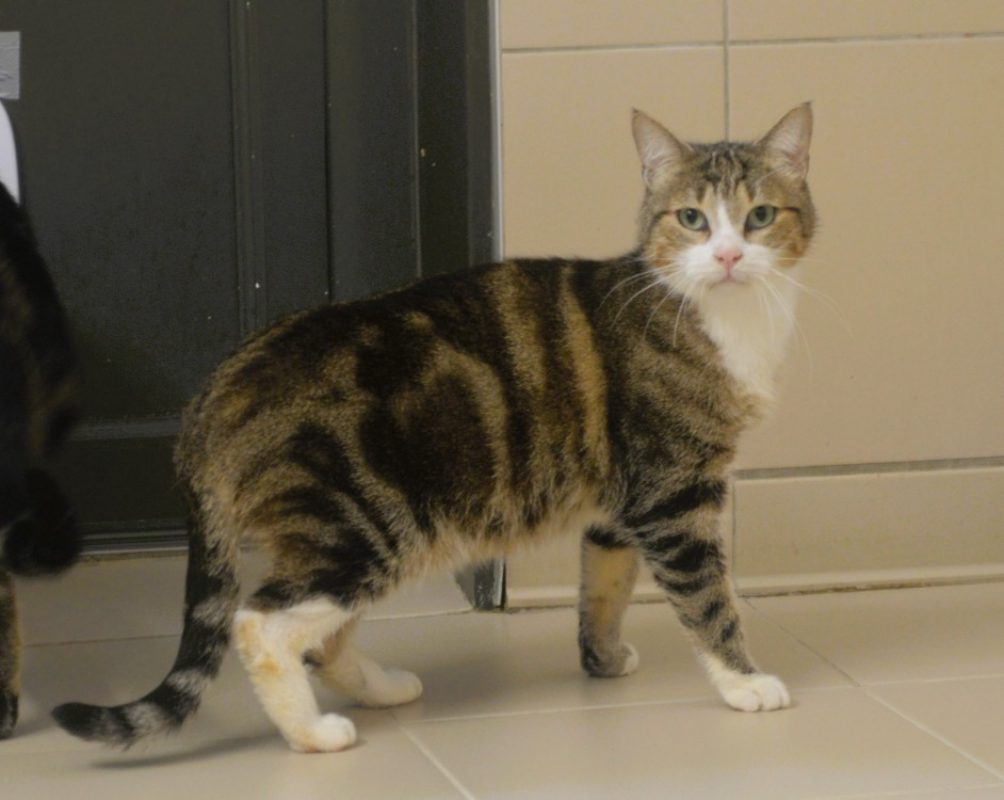 Schreck - Chat Européen à adopter