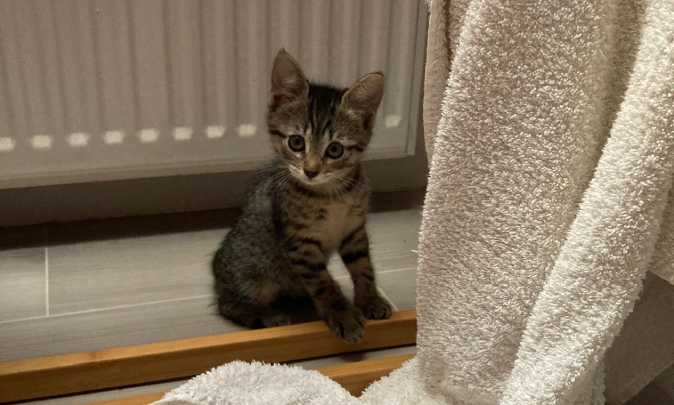 Simplette - Chat à adopter