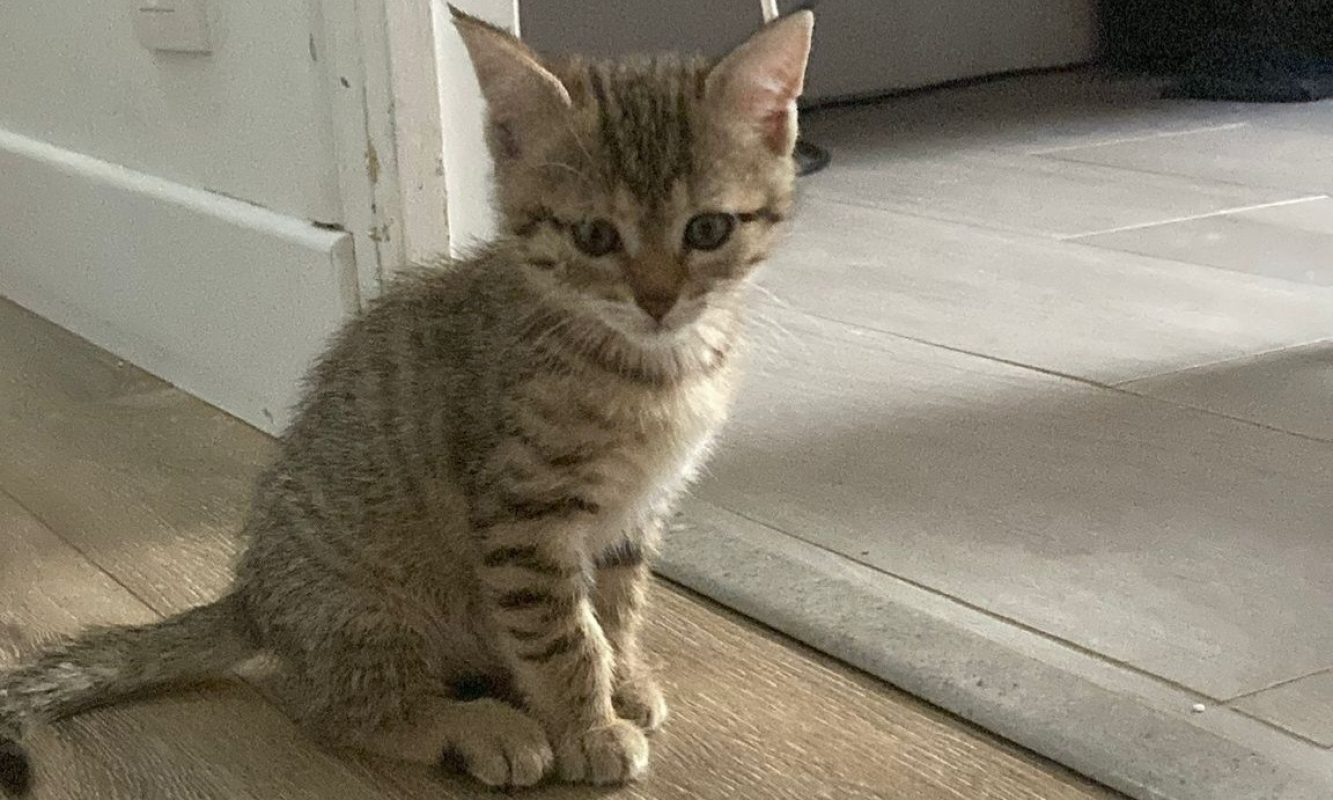 Joyeuse - Chat à adopter