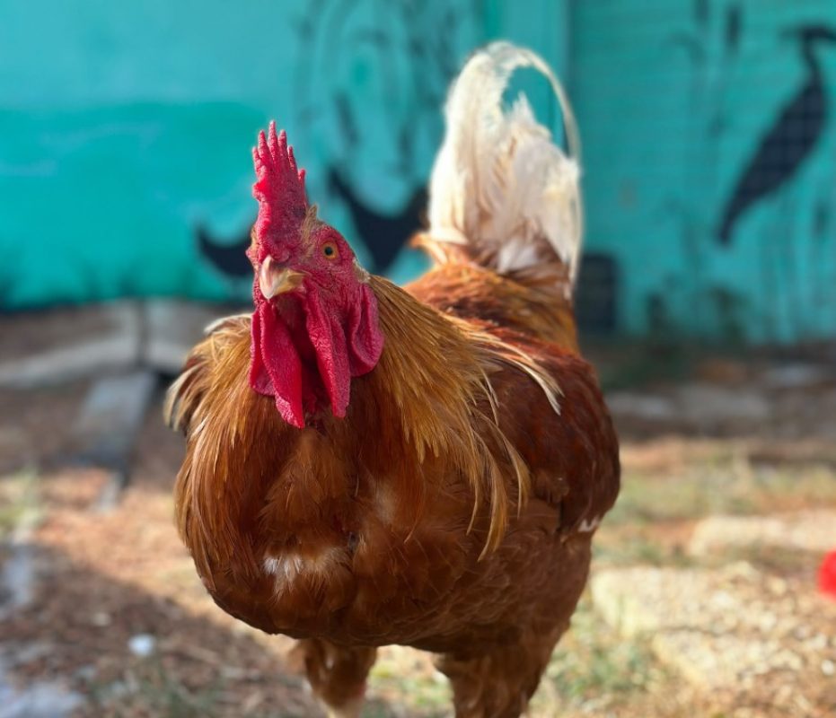 Taz - Animal de ferme Coq à adopter
