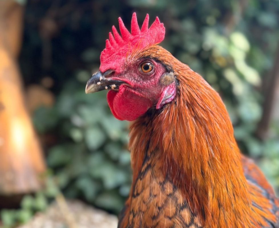 Coq-ard - Animal de ferme Coq à adopter