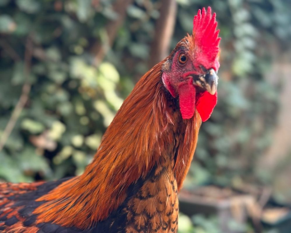 Coq-ard - Animal de ferme Coq à adopter - photo 3