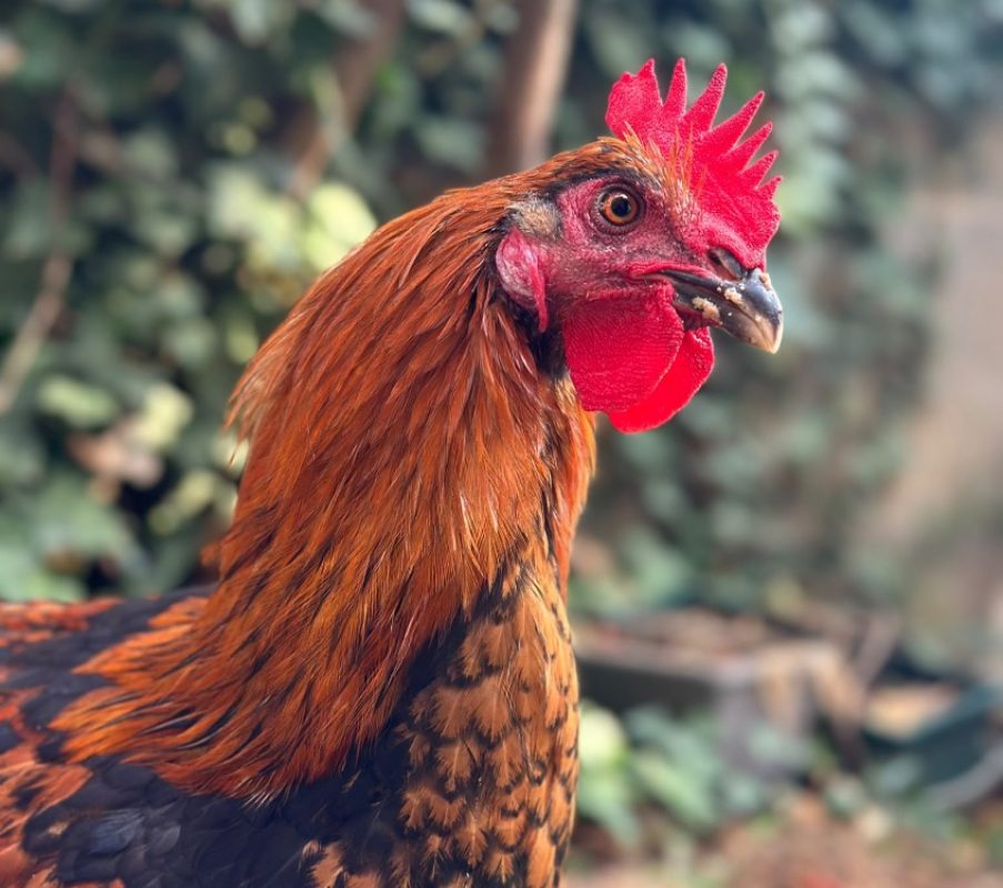 Coq-ard - Animal de ferme Coq à adopter - photo 4
