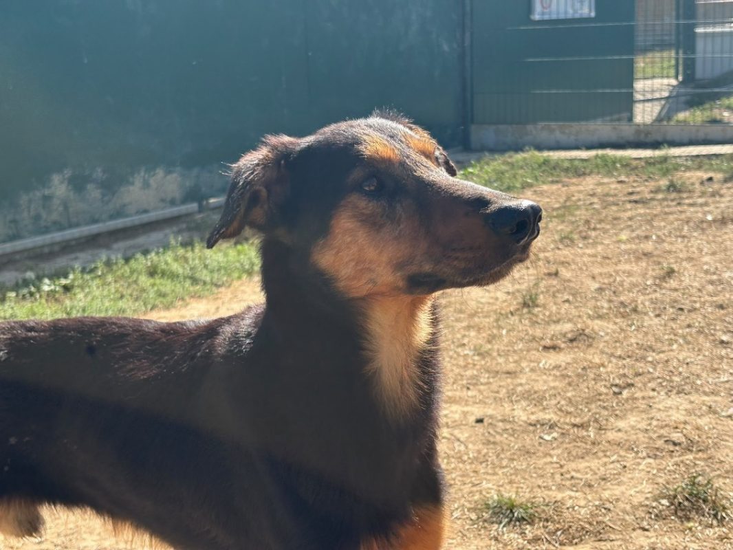 Blé - Chien Berger à adopter