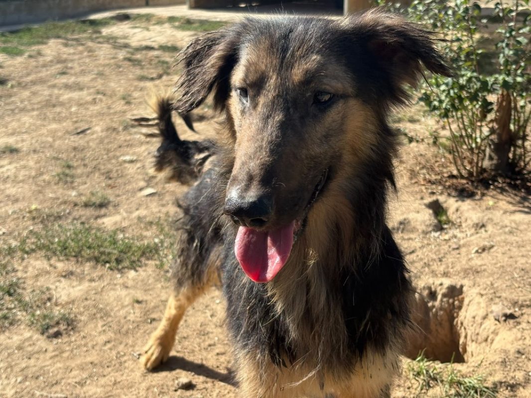 Epi - Chien Berger à adopter