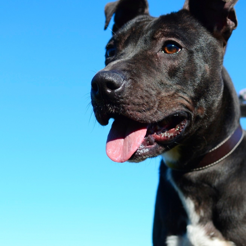 Photo de Blacky