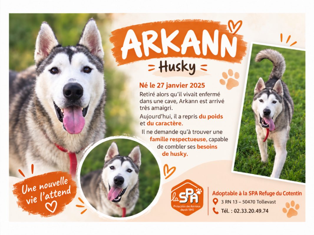 Arkann - Chien Husky Sibérien à adopter