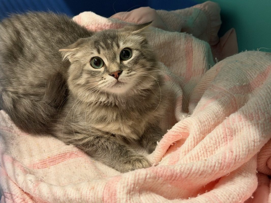 Scrat - Chat Européen à adopter