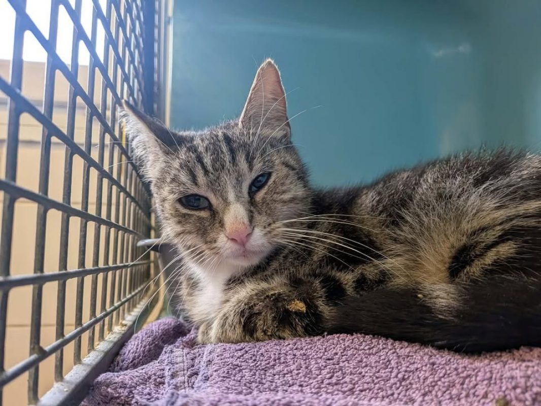 Pistache - Chat Européen à adopter
