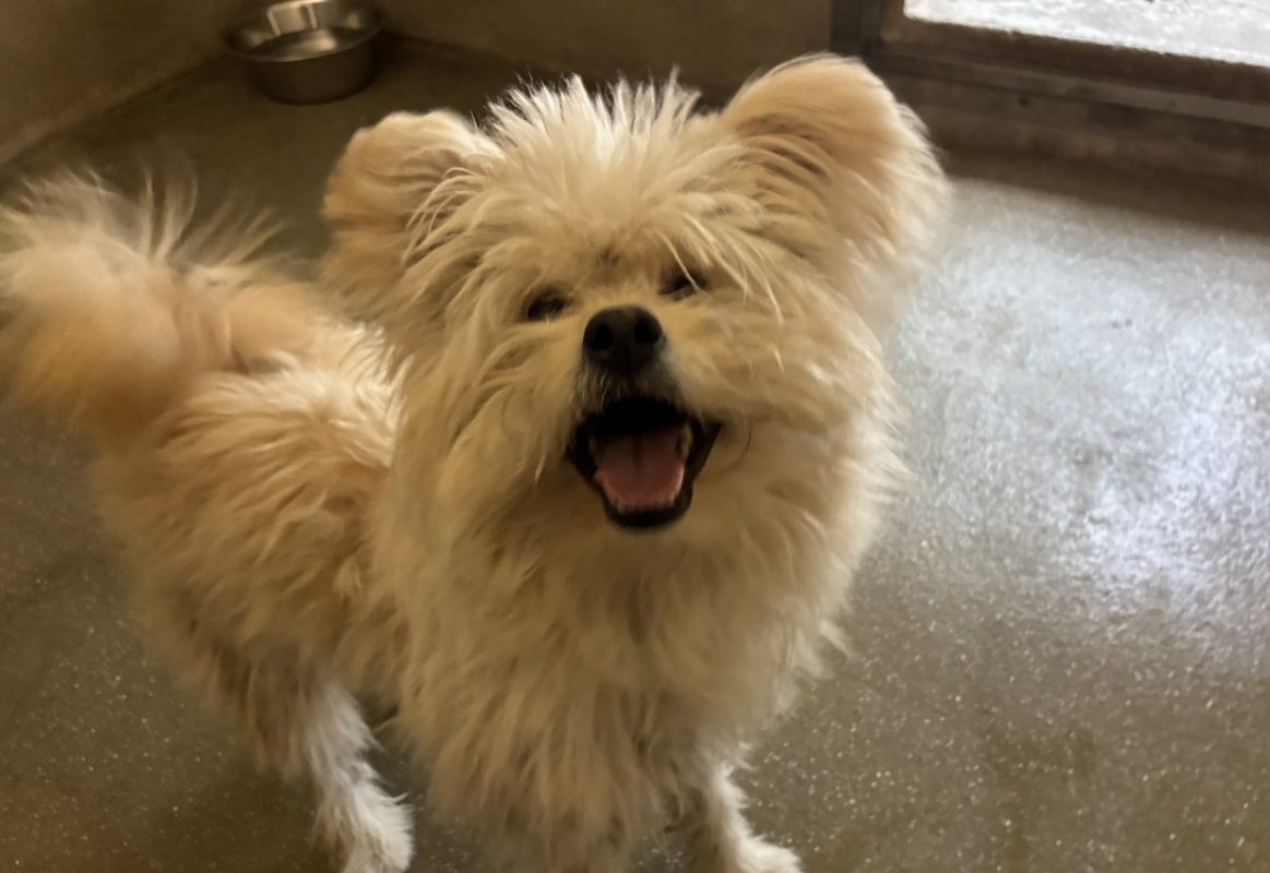 Wookie - Chien Bichon à poil frisé à adopter