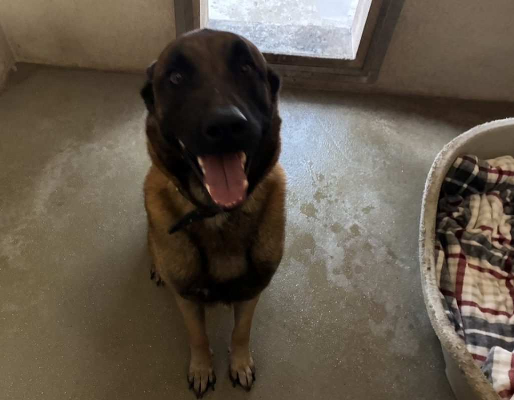 Storm - Chien Berger Belge Malinois à adopter