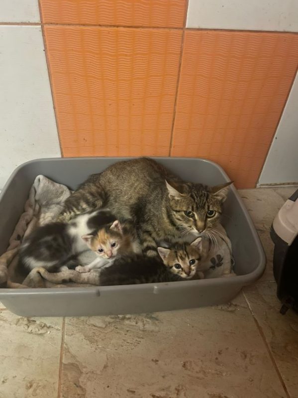 Rena - Chat à adopter - photo 2