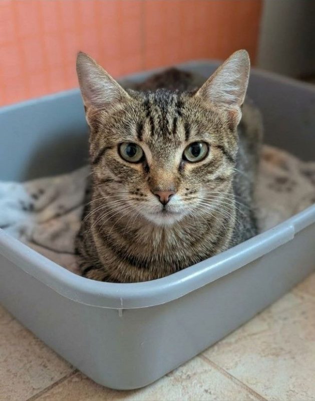 Rena - Chat à adopter